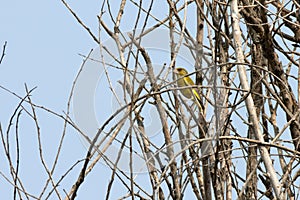 Greenfinch perched in the dense branches