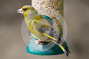 Greenfinch