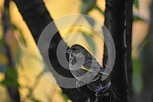 Greenfinch (Chloris chloris)