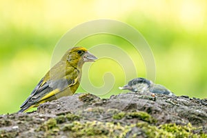 A greenfinch sitting on a stone chewing a seed. In side view. A part of a tomtit out of focus behind it