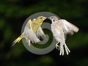 Greenfinch and sparrow fighting in flight