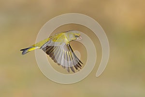 Greenfinch - verdilhao - Carduelis chloris