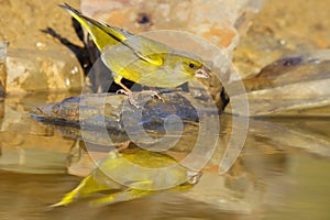 Greenfinch - verdilhÃ£o - Carduelis chloris