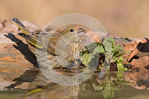 Greenfinch - verdilhÃ£o - Carduelis chloris