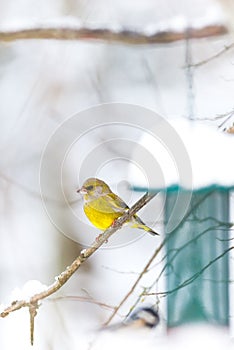 Greenfinch waiting for the right moment at the birdfeeder