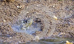 Greenfinches Bathing