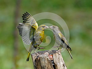 Greenfinches scandal on feeder