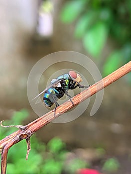 Greenflies are found in most areas of the world.