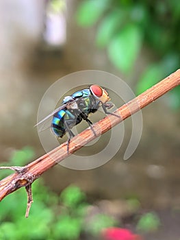 Greenflies are found in most areas of the world.