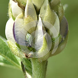 Greenflies and Lupin