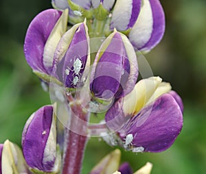 Greenflies and Lupin