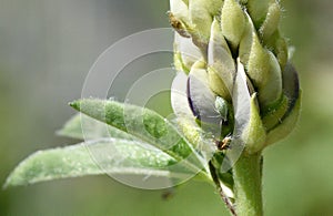 Greenflies and Lupin