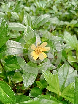 Greenflower in the garden
