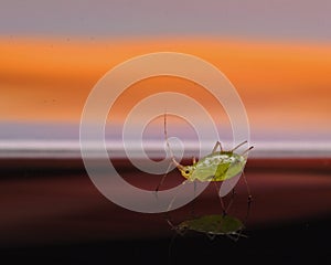 Greenfly Aphidoidea