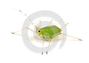 Greenfly on White
