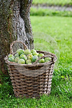 Greengage photo