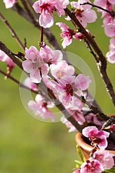 Greengage flower in spring time