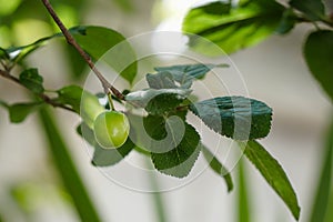 greengage fruit tree