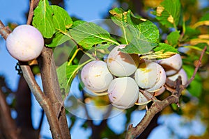 Greengage Plum