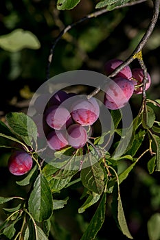 The Greengage plums.