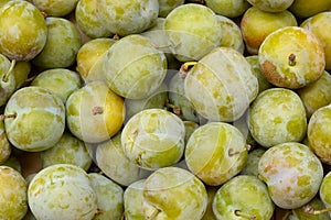 Greengage plums photo