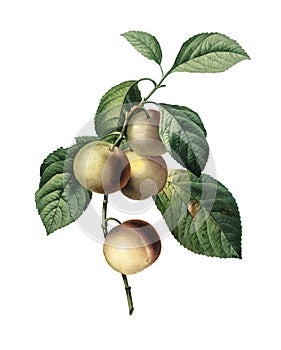 Greengage | Redoute Botanical Illustrations