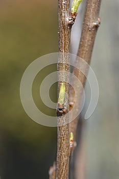 Greengage Regina Claudia