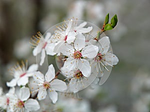 Greengage tree white blossoms spring season nature details