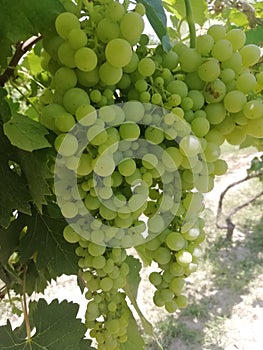 GreenGrapes