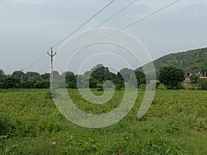 Greengras agriculture trees