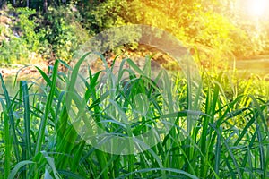 Greengrass that is planted completely sunlight