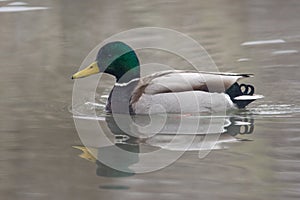 Greenhead