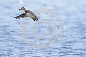 Greenhead female taking off