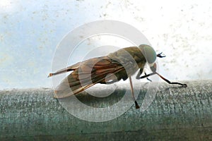 Greenhead Horsefly