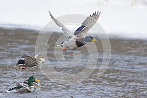 Greenhead male taking off