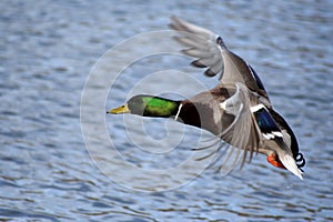 Greenhead Mallard Duck