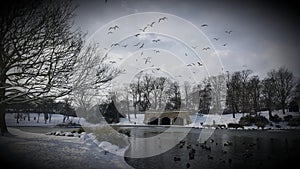 Greenhead park duck pond