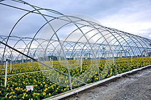 Greenhouse