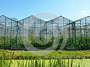Greenhouse