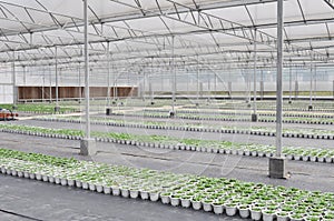 Greenhouse