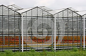 Greenhouse