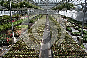 Greenhouse.