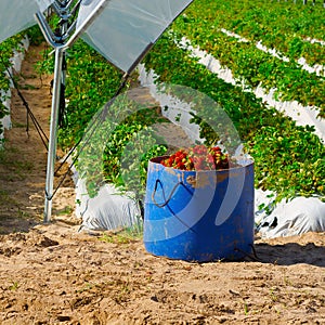 Greenhouse