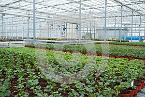 Greenhouse