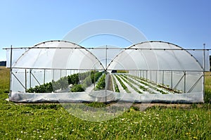 Greenhouse