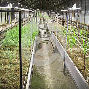 Greenhouse