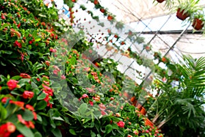 Greenhouse