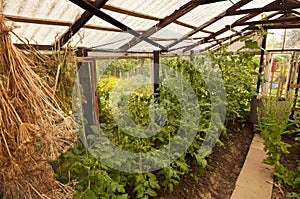 Greenhouse