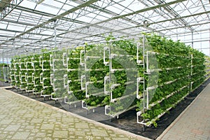 Greenhouse