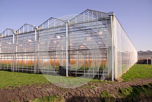 Greenhouse